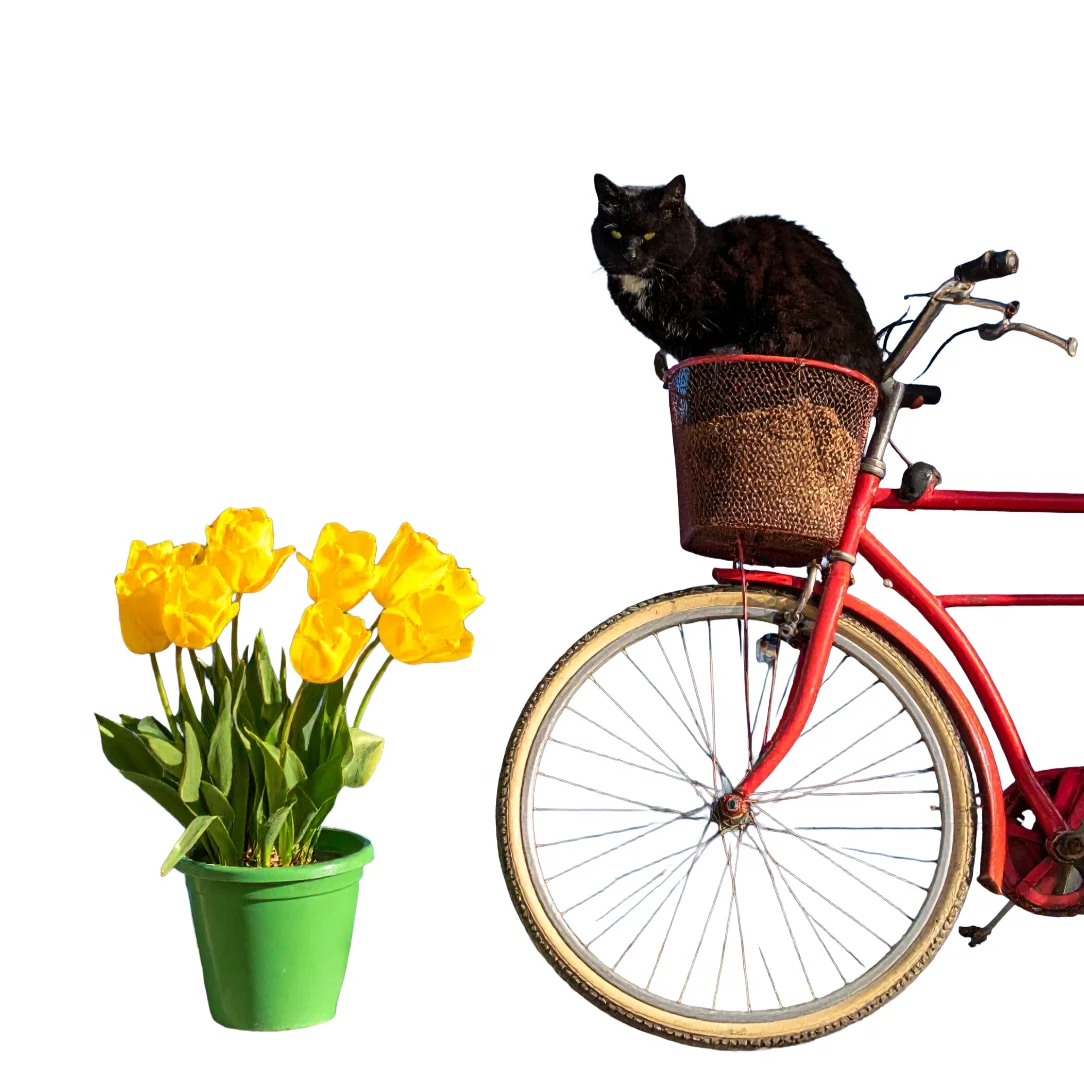 The result of Adobe Express's free Remove background tool: a red bicycle with a black cat on its basket and a pot of yellow tulips on a blank background, with the wheel spokes intact