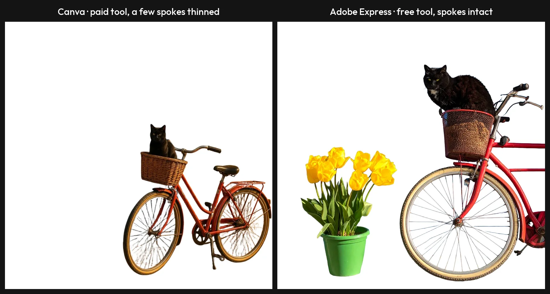 Side by side of background removal: Canva's paid tool left only the bicycle, basket and cat with a few spokes thinned; Adobe Express's free tool kept the bicycle, cat and tulip pot with the spokes intact